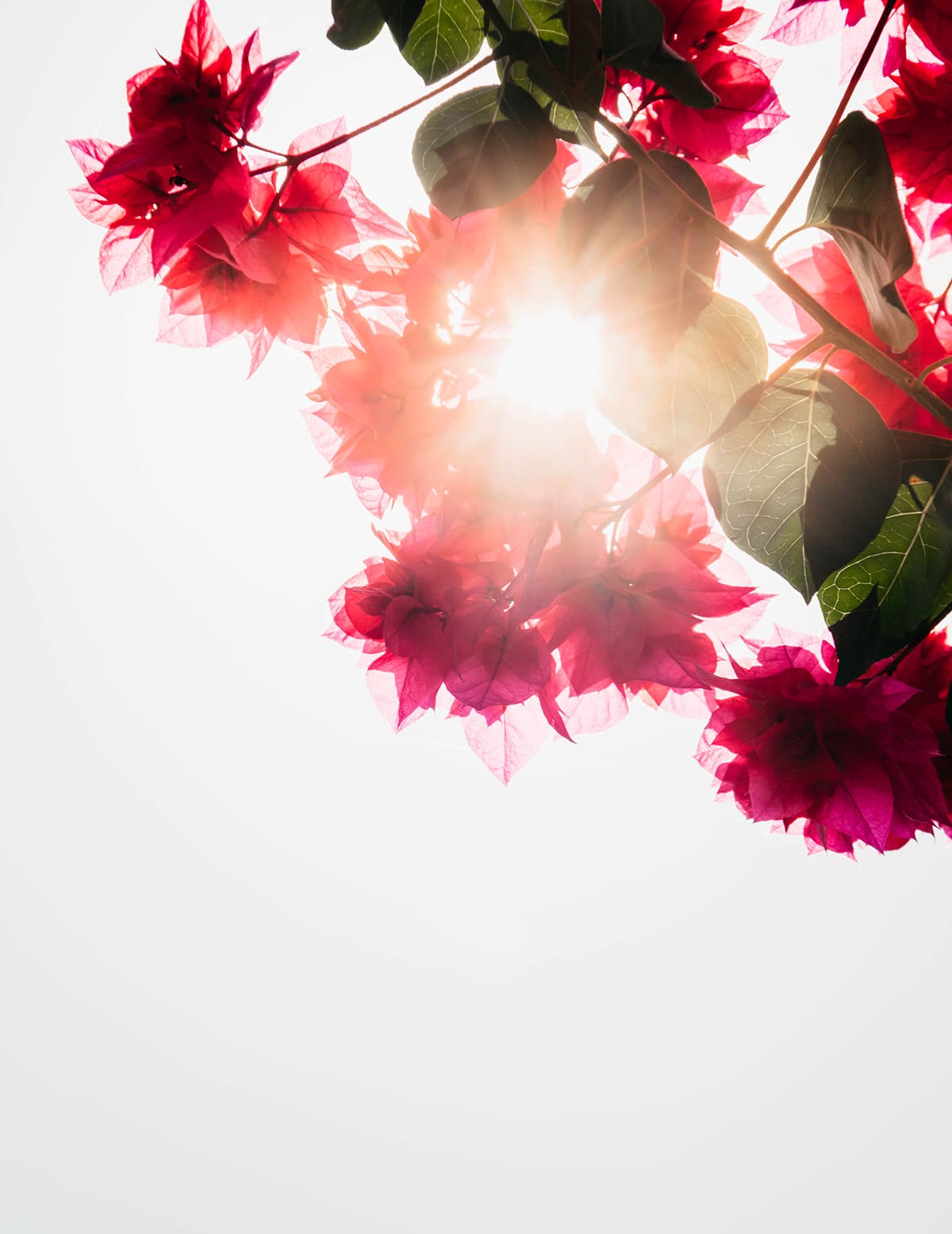 photographie de fleurs roses en contre jour à ubud