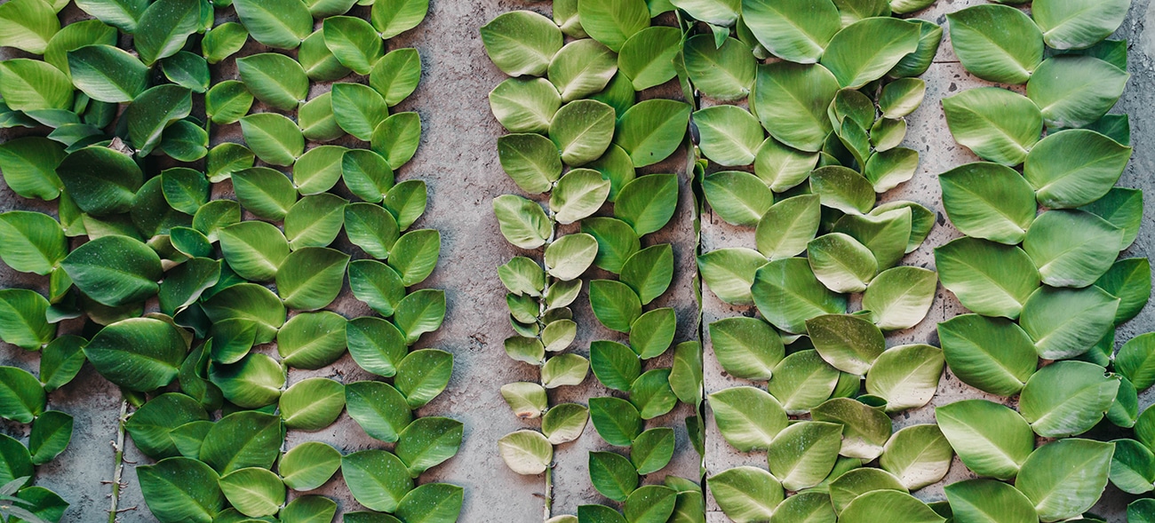 feuilles vertes à ubud photographe sur Montpellier