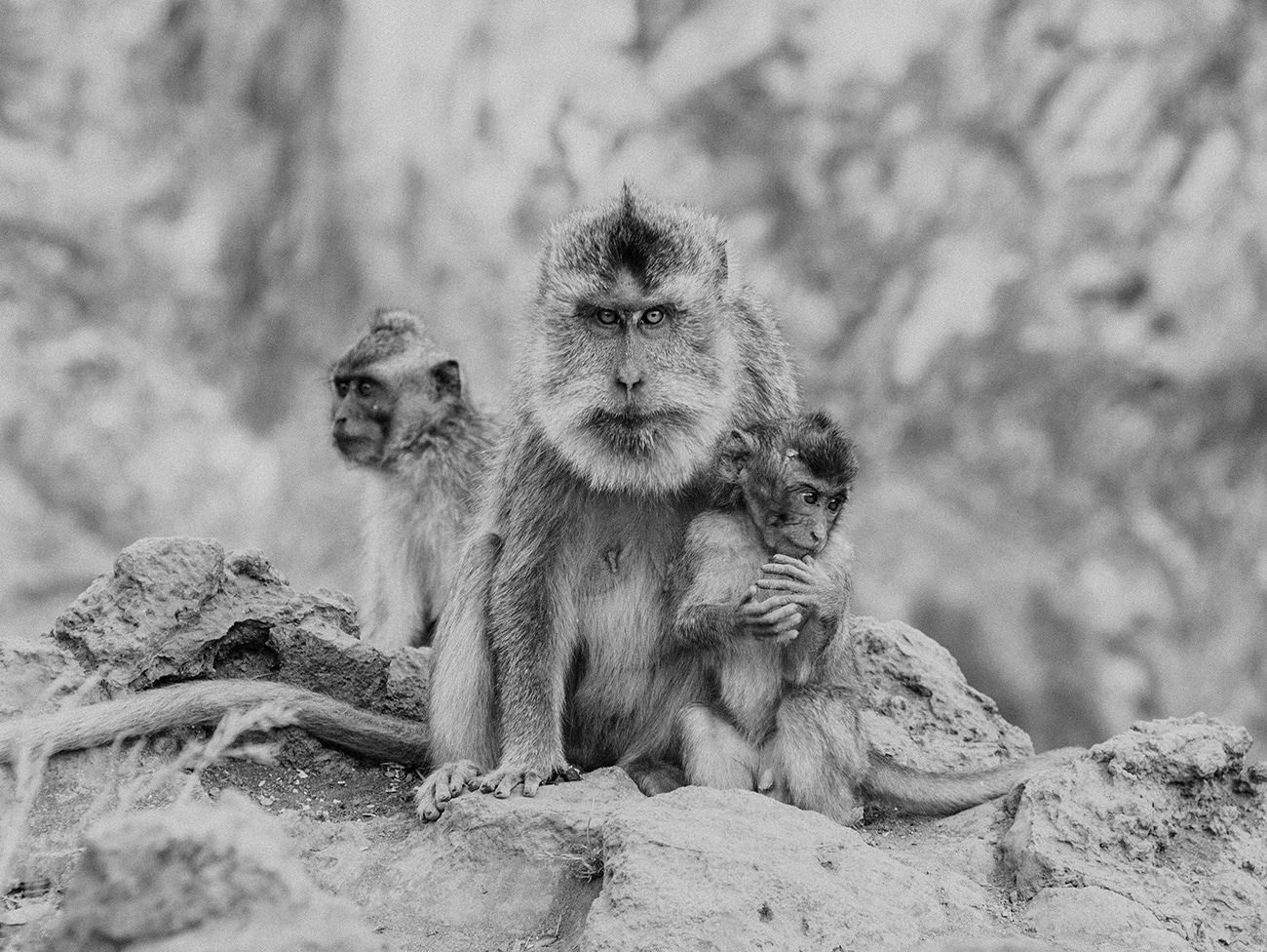 monkey family photographe professionnel Montpellier